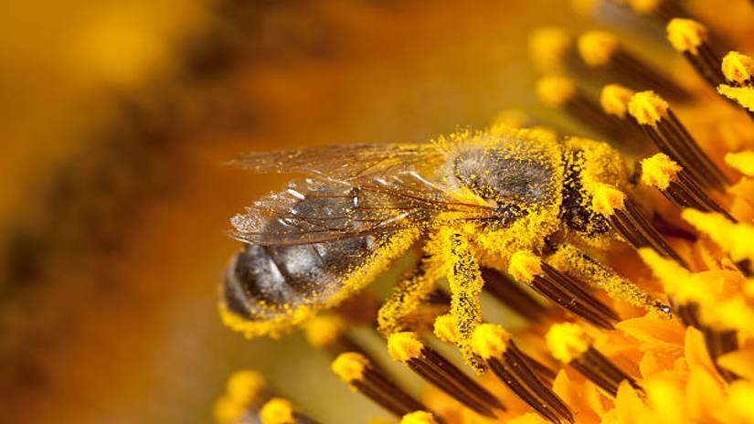 Bee Pollen Benefits for Male