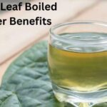 Betel leaf boiled water benefits for health and wellness